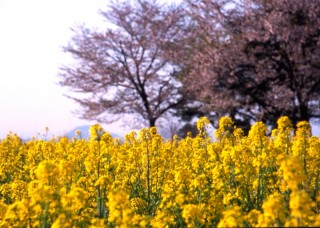 高根沢の菜の花