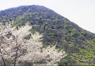 山桜